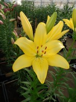 [4374 Scipione No102.JPG]